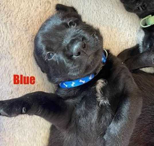 Photo of Blue