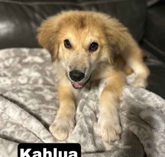 Photo of Kahula