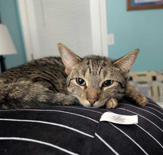 Photo of C266 litter Simone