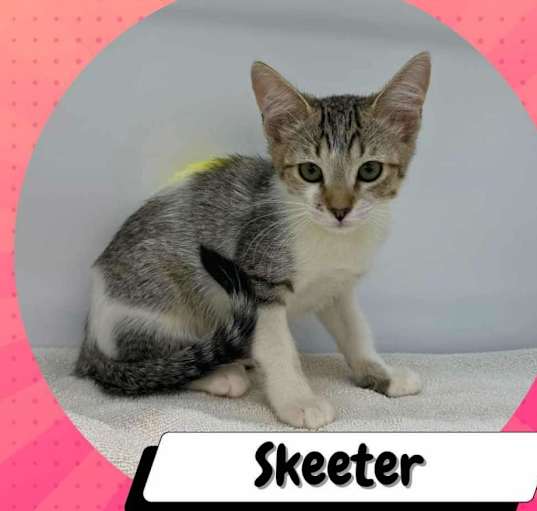 Photo of Skeeter