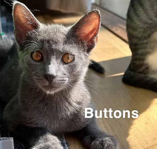 Photo of Buttons