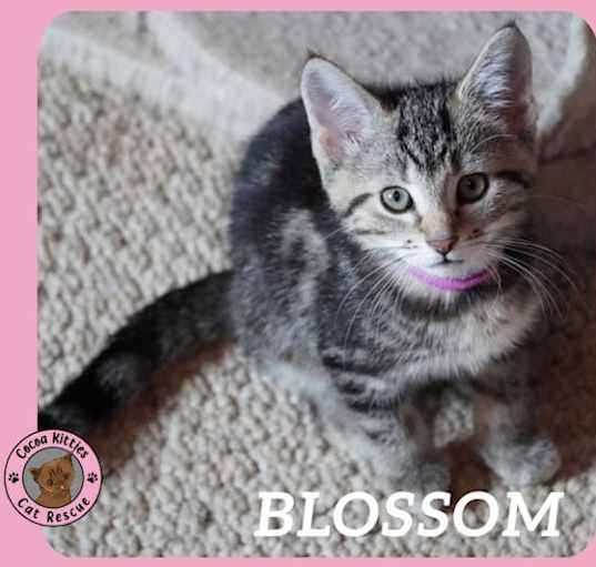 Photo of Blossom