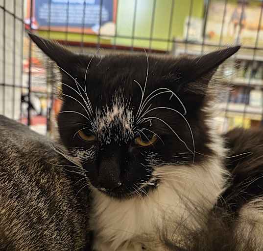 Photo of Atticus