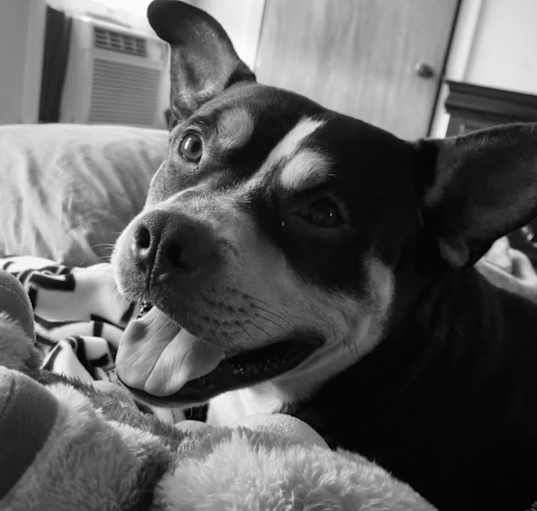 Photo of Baxter