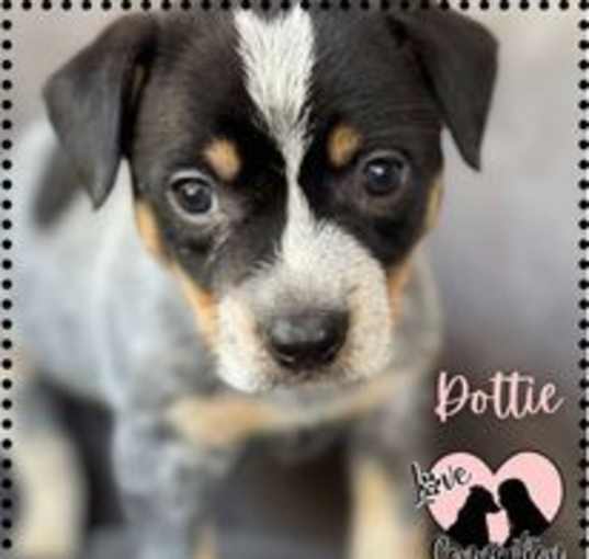 Photo of Dottie