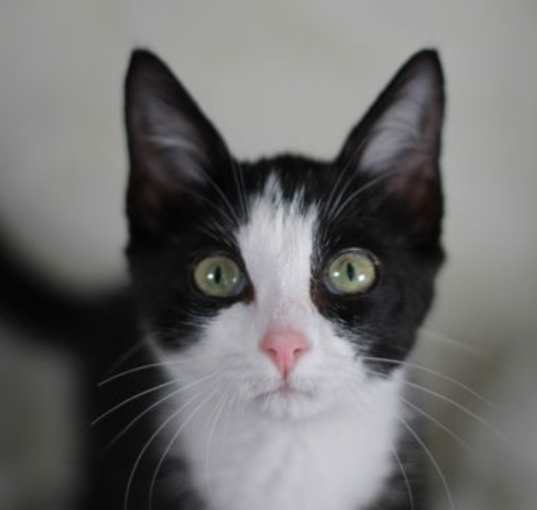 Photo of Domanic - SEE ME @ PETCO!