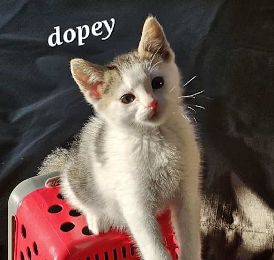 Photo of Dopey