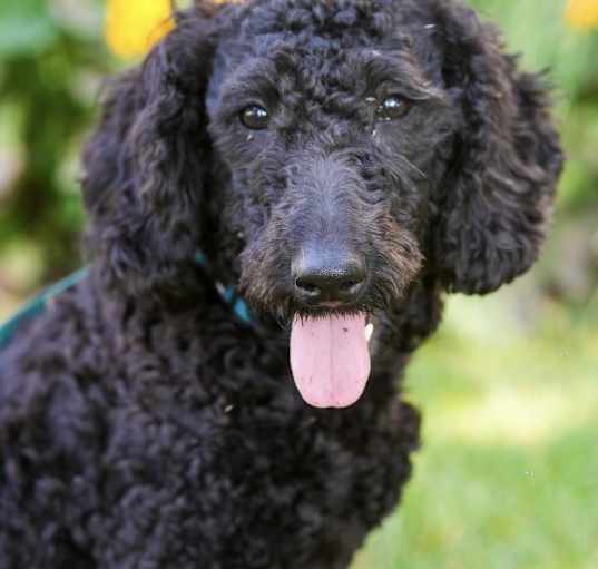 Photo of Moyen Monica MOYEN POODLE HOUSE TRAINED