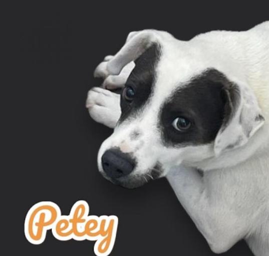 Photo of Petey