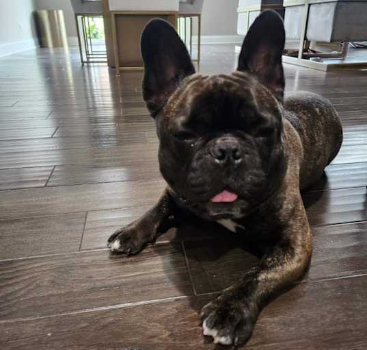 Photo of Braxton