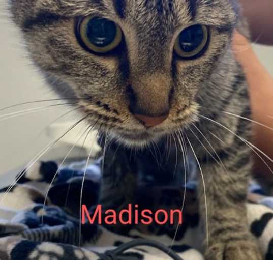 Photo of Madison