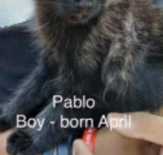 Photo of Pablo