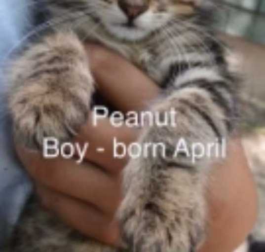 Photo of Peanut