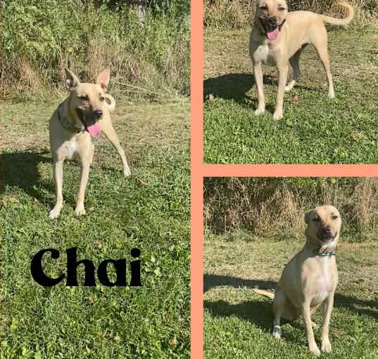 Photo of Chai