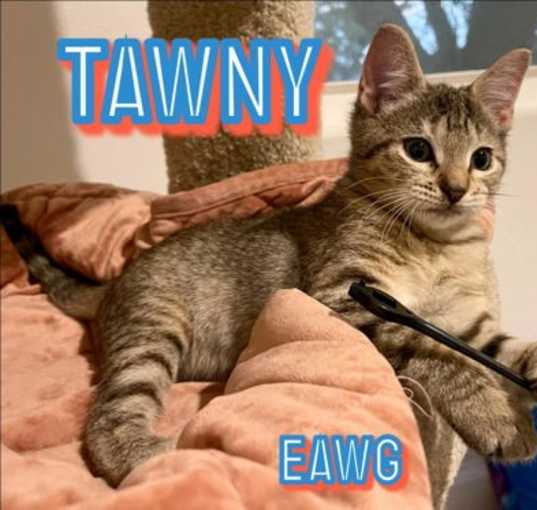 Photo of Tawny