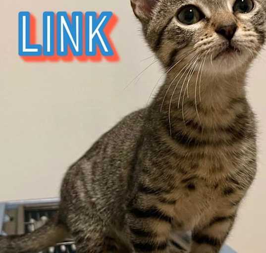 Photo of Link