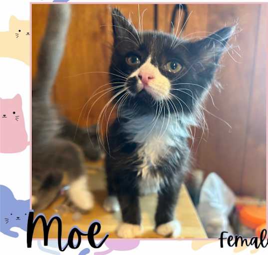 Photo of Moe