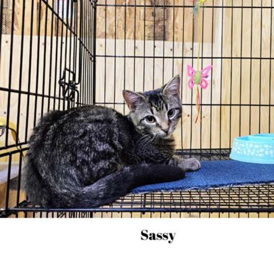 Photo of Sassy