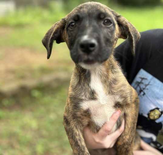 Photo of Calhoun litter