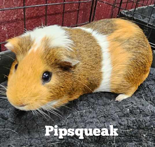 Photo of Pipsqueak