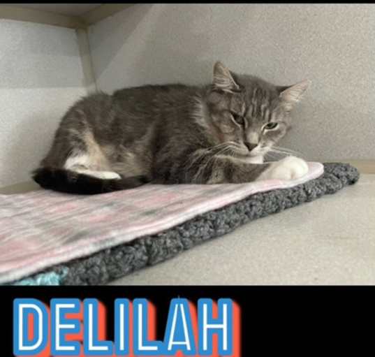 Photo of Delilah