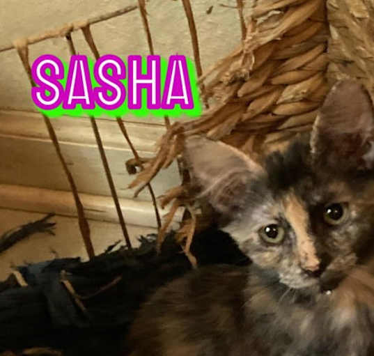 Photo of Sasha