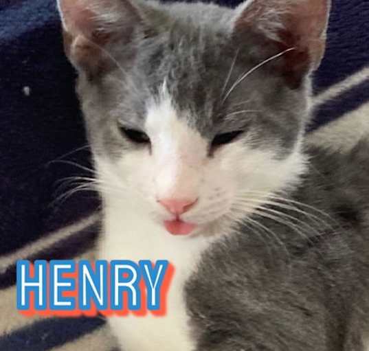 Photo of Henry