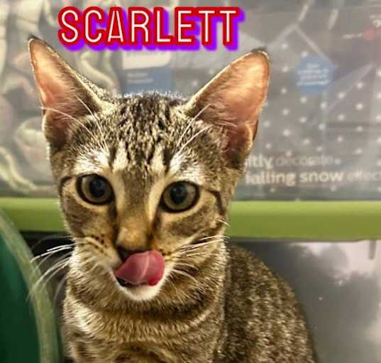 Photo of Scarlett