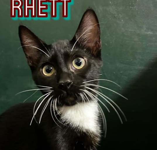 Photo of Rhett