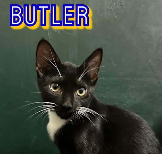 Photo of Butler