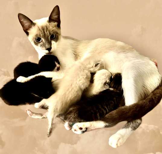 Photo of Cotton and Babies