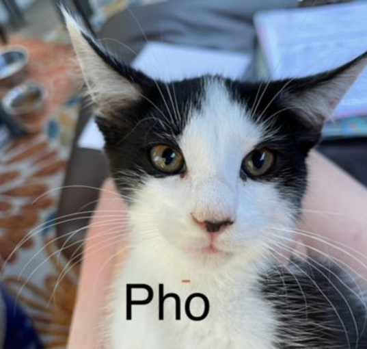 Photo of Pho