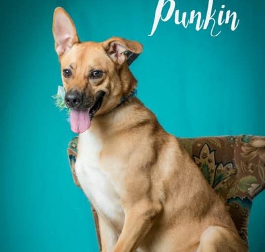 Photo of Punkin