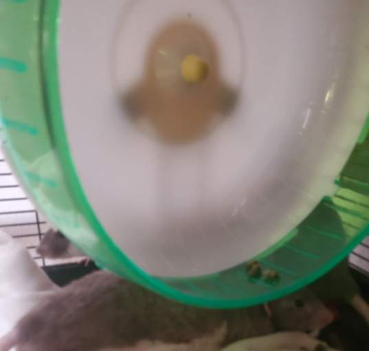 Photo of Blinky