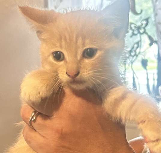 Photo of Cream colored kittens