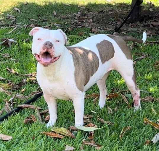 Photo of Buddy