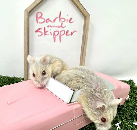 Photo of Barbie & Skipper