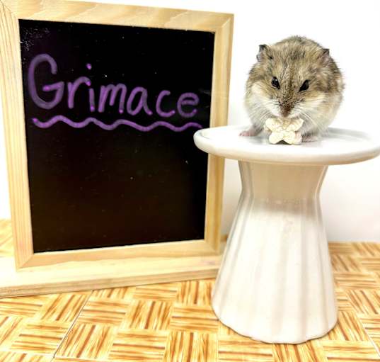 Photo of Grimace