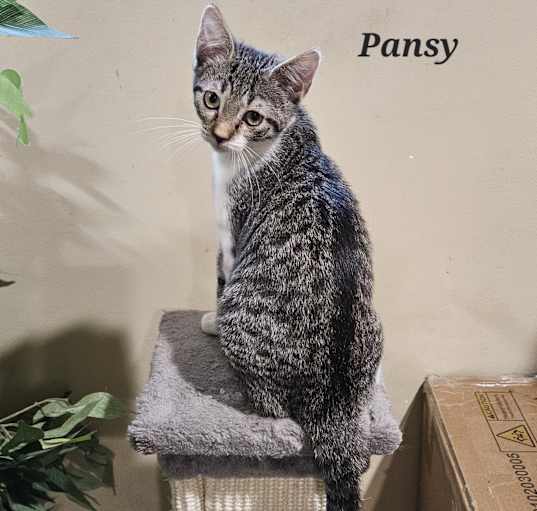 Photo of Pansy