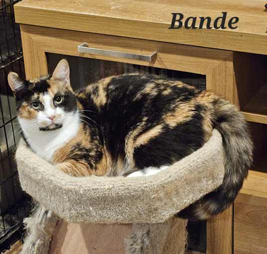 Photo of Bande