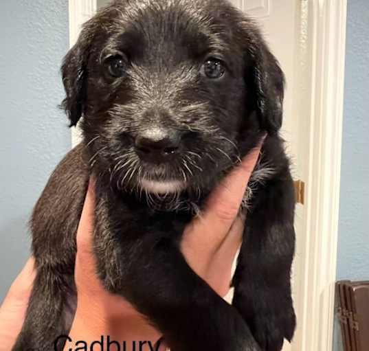 Photo of Cadbury - Yummy Poodle Mix Puppy