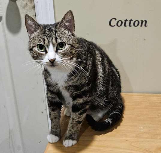 Photo of Cotton