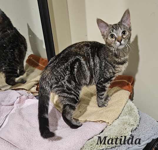 Photo of Matilda