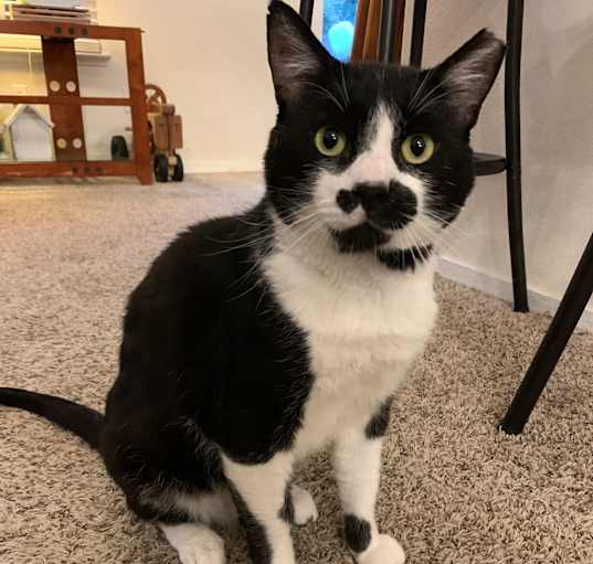 Photo of Buddy