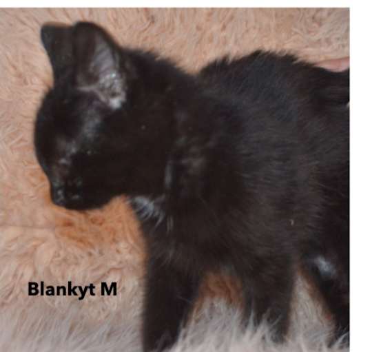 Photo of Blankyt