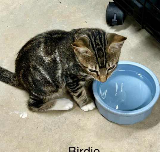 Photo of Birdie- in Foster