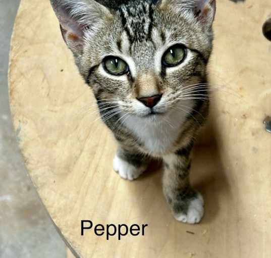 Photo of Pepper- in Foster