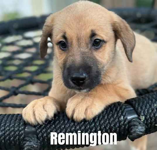 Photo of Remington