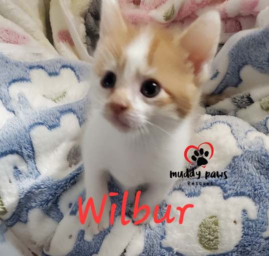 Photo of Barnyard Litter:  Wilber - Adoption Pending