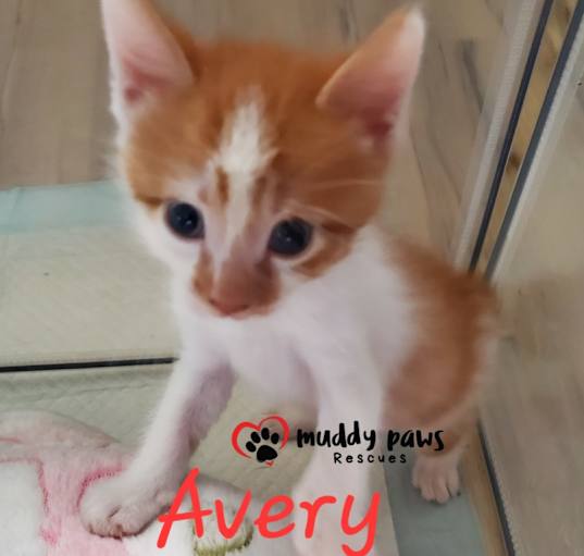 Photo of Barnyard Litter:  Avery